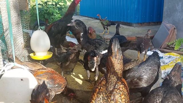 животные для детей смотреть онлайн