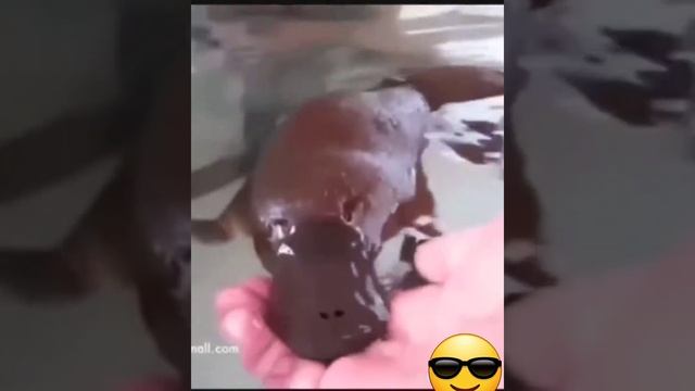 утконос. смотреть онлайн