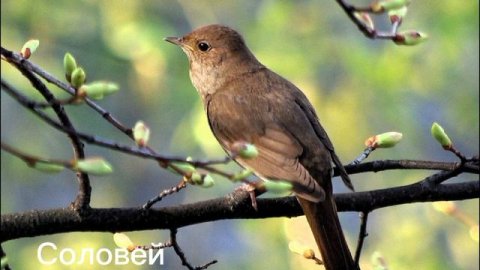 Птицы.Виды птиц.