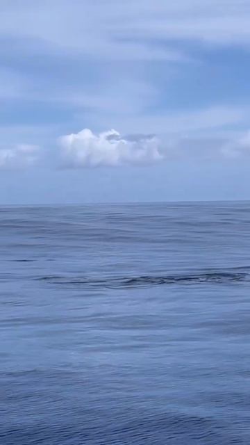 Capt Andy’s Spinner Dolphins & Humpback Whales смотреть онлайн