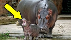 Материнская любовь? Скорее материнский расчет: как животные решают, кого оставить в живых.