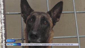 Служебные собаки бьют рекорды: кемеровские таможенники подвели итоги года