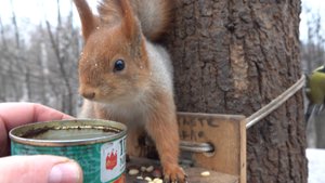 Две милые белки