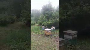 Качаем мёд а пчёлки жалят !