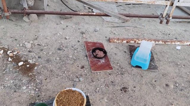 #ReemIslandCanal Подкармливают все-таки бездомных кошек в Абу Даби! смотреть онлайн