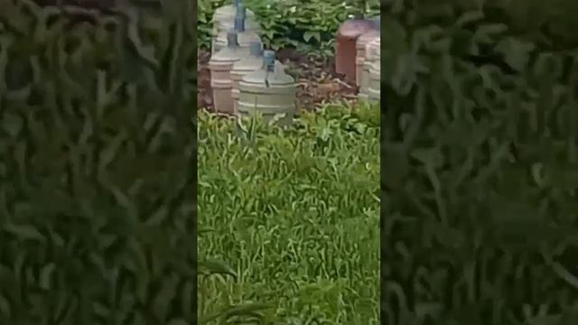 Шмели на мангале! Вам какой прожарки?) смотреть онлайн