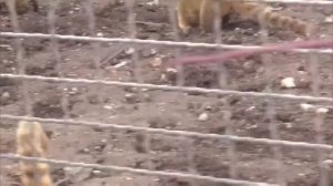 Носухи ПЕРЕРЫЛИ весь ВОЛЬЕР) Парк львов Тайган #тайган