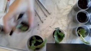 ОТСАЖИВАЮ ДЕТОК СТРЕПТОКАРПУСОВ.