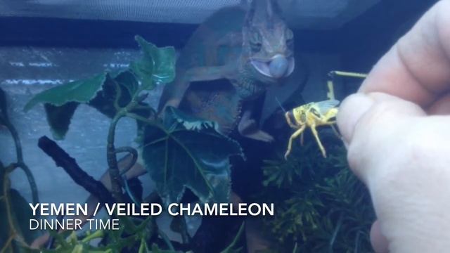 YEMEN (VEILED) CHAMELEON смотреть онлайн