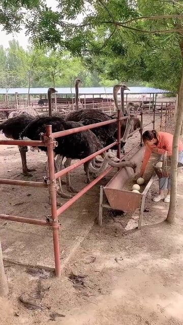 Amazing Ostrich Farm ! I'm Working at Ostriches farm , Feeding to ostriches #ostrich #short6 смотреть онлайн