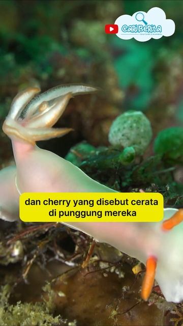 Kecantikan Dan Keelokan Nudibranch #quotes #animals #faktaunik #hewan смотреть онлайн