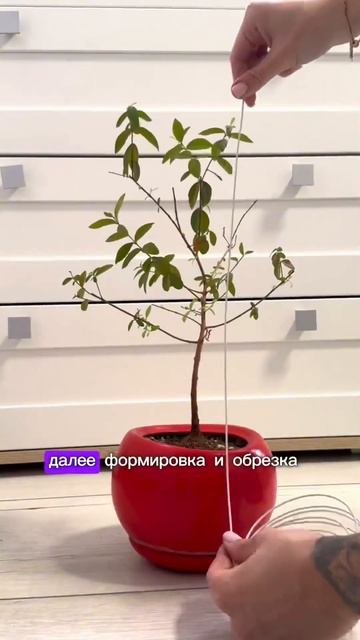 #комнатныерастения #растения #растениядома #plants #лайфхак #bonsai #допосле #бонсай #мирт #авызнал