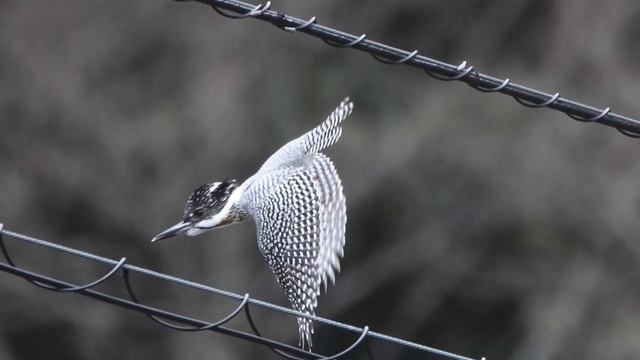 フォトムービー：（野鳥）ヤマセミ 2009 смотреть онлайн