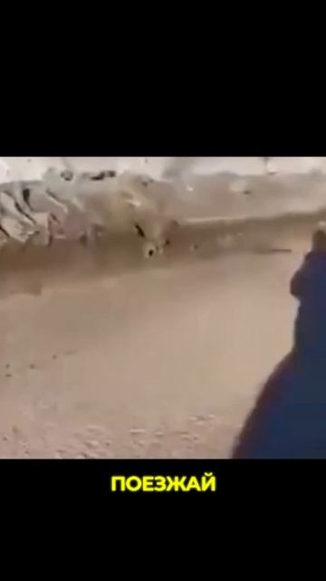 Самый умный водитель