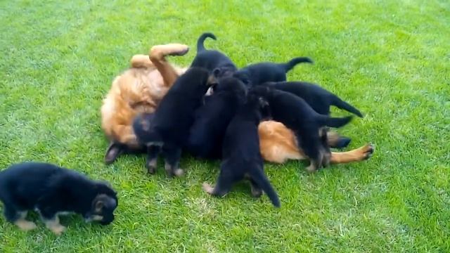 Бавария Супер Агент смотреть онлайн