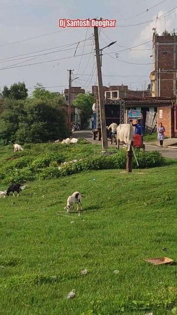 Dj Santosh Deoghar !! #shorts #ytshorts_ #djsarzenproduction #djsantoshdeoghar #bhojpuri смотреть онлайн