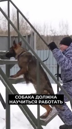 📍Ямальский спаниель Стич с напарником тренируются в кинологическом центре в Тюмени #новости #янао