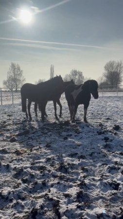 Пора домой #жизньзагородом #лошади #конюшня #зима #horse