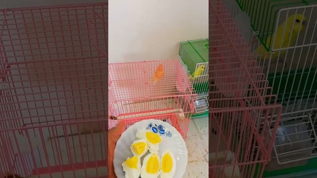 احذر ⛔🚫 تقديم البيض لطيورك بهذه الطريقة🛑 смотреть онлайн