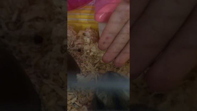 Оксаночка не перестаёт кусаться смотреть онлайн