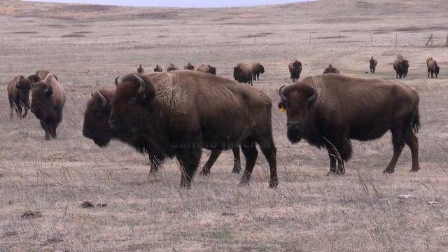 Buffalo Thriving: The Essential Role of Proper Fencing | Tanka Fund смотреть онлайн