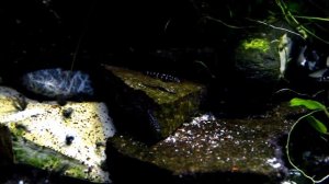 Julidochromis Transcriptus Kissi Bemba Wildfangnachzuchten Update 2016 05 14
