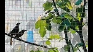 Белошапочная чекановая горихвостка (Cossypha albicapilla)