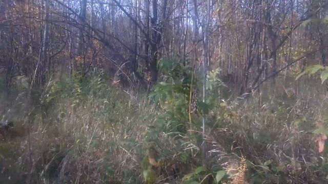 Давайте вместе прогуляемся по осеннему лесу смотреть онлайн