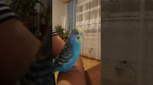 Попугай Жорка болтунишка