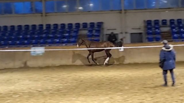 AKHAL-TEKE COLT MADDOKH-SHAEL `2020 смотреть онлайн