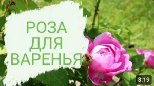 ЧАЙНАЯ РОЗА ИЛИ РОЗА ДЛЯ ВАРЕНЬЯ
