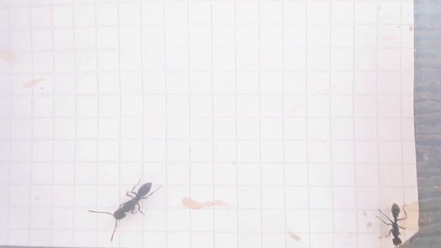 Odontoponera denticulata (China) vs Myrmecia urens (Australia) 29.07.2024 смотреть онлайн