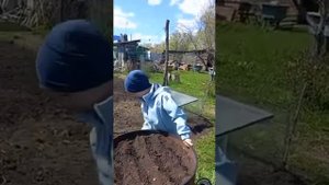 Как сажать семена огурцов в бочку