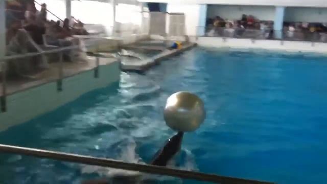 Дельфинарий ловля большого мячика смотреть онлайн