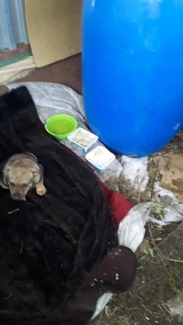 Охрана племени КРОЛИКА 🐰 смотреть онлайн