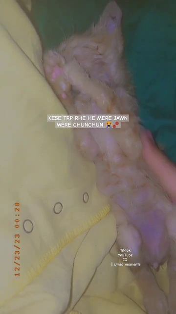 YA ALLAH 😭#youtubeshort #2023 #cats #animals #trend #sad#judaai #story#rip#catshelter #fypシ #foryou смотреть онлайн