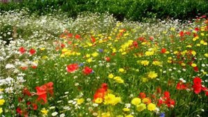 Я вам дарю частичку счастья