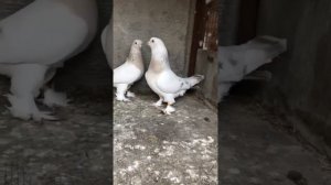 Голуби турецкая Такла пары на 2024 #голуби #такла #турки  #мермери #алтынбаш #гюмюш #атласи #миро