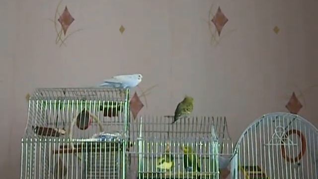 Семейство волнистых попугаев на прогулке смотреть онлайн