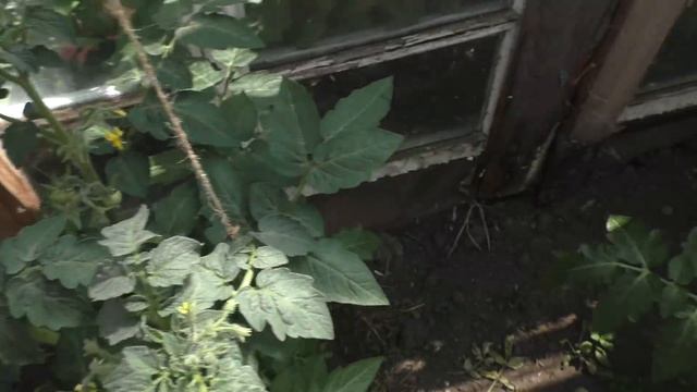 устали от жары, сил нет