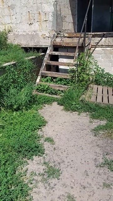 Белочка прячется в стене. смотреть онлайн