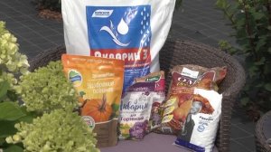 ВЕРА ГЛУХОВА: ВСЕ СЕКРЕТЫ ЗДОРОВЫХ ЦВЕТУЩИХ ГОРТЕНЗИЙ