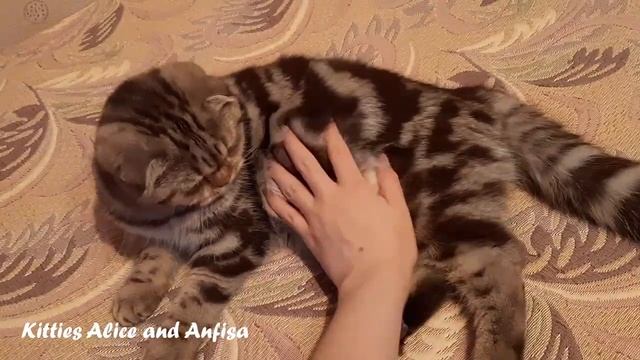 CAT'S RELAX смотреть онлайн