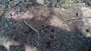 Лесные муравьи