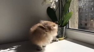 Кошечка золотая шиншилла