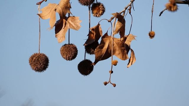 Canon Eos 7D MarkII + EF 100-400/4.5-5.6L IS II USM смотреть онлайн