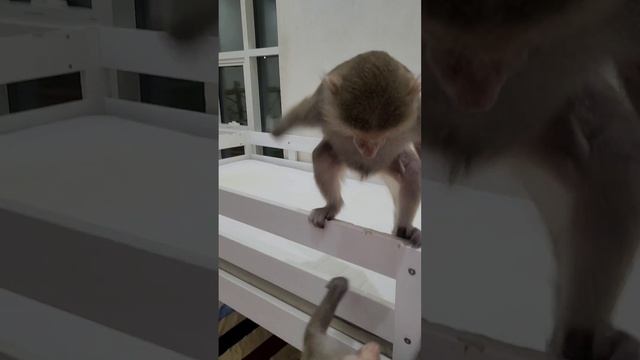 Достань с неба звезду! Няня плохому не научит🤣