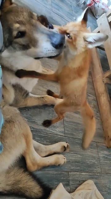 Лис и волк смотреть онлайн