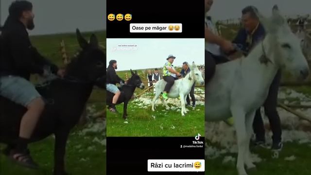 Babana provoacă hernie de disc la un măgar 😅😅😅 super amuzant смотреть онлайн