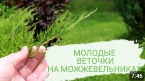 КАК ВЫГЛЯДЯТ МОЛОДЫЕ ВЕТОЧКИ НА МОЖЖЕВЕЛЬНИКАХ. 5.07.2023г.